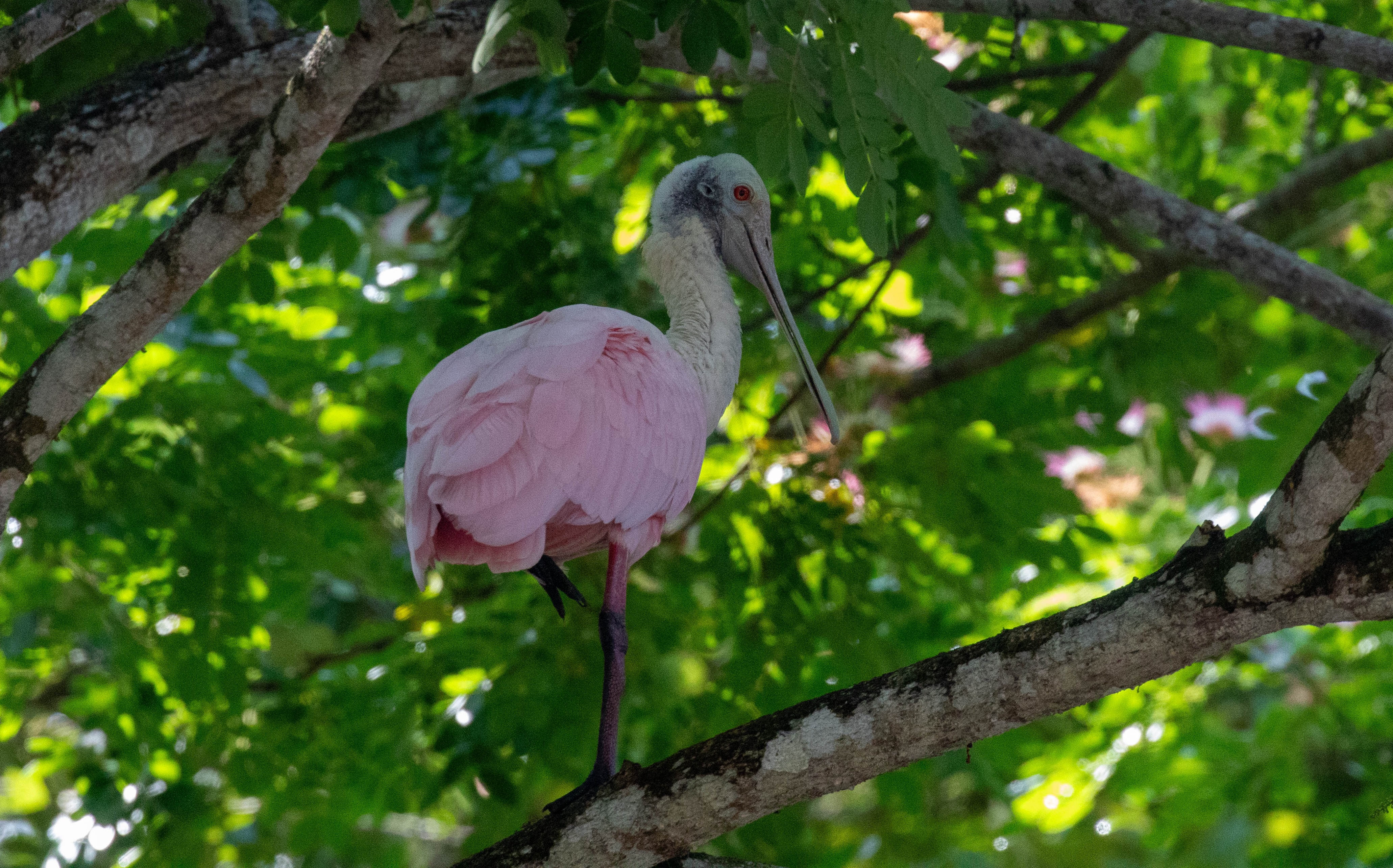spatule rosée, costa rica, oiseau, ornithologie, palo verde, migrateur, reproduction